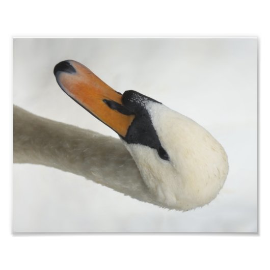 Weißer Makro Swan Fotodruck (Vorne)