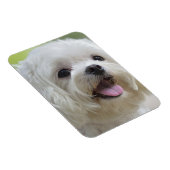 Weißer Malteser Hund Magnet (Rechte Seite)