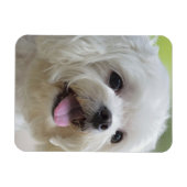Weißer Malteser Hund Magnet (Horizontal)