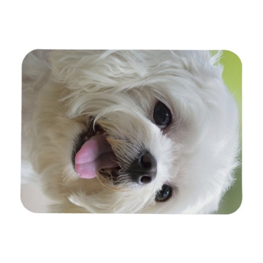 Weißer Malteser Hund Magnet (Horizontal)