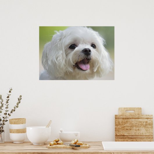 Weißer Malteser Hund Poster (Küche)