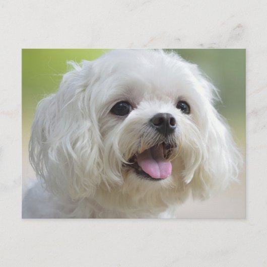 Weißer Malteser Hund Postkarte (Vorderseite)