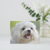 Weißer Malteser Hund Postkarte (Stehend Vorderseite)