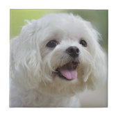 Weißer maltesischer Hund Fliese (Vorderseite)