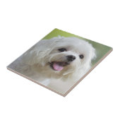 Weißer maltesischer Hund Fliese (Seite)