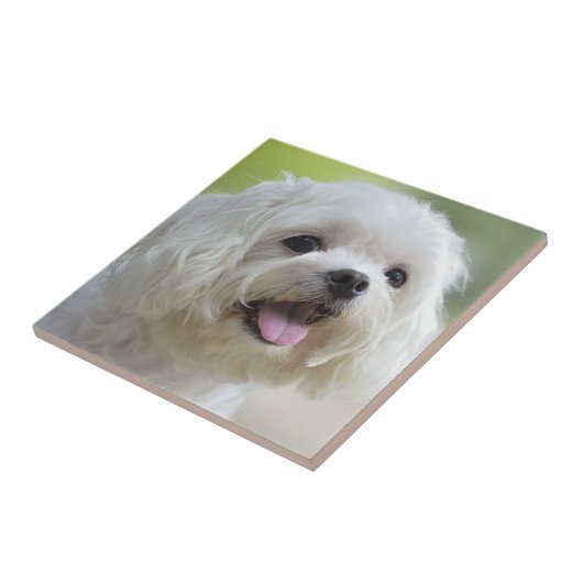 Weißer maltesischer Hund Fliese (Seite)