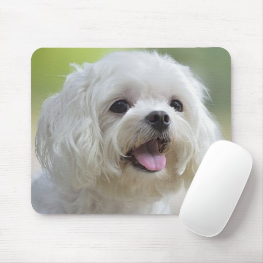 Weißer maltesischer Hund Mousepad (Mit Mouse)