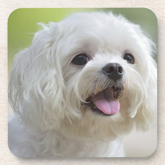 Weißer maltesischer Hund Untersetzer (Vorderseite)