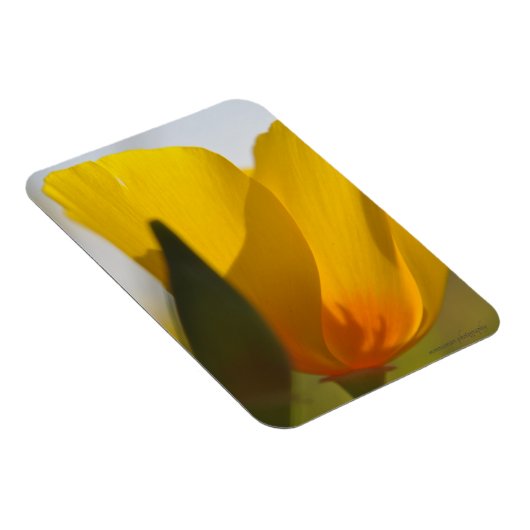 Weißer Mohn Magnet (Rechte Seite)