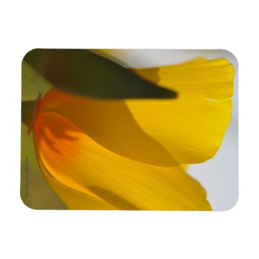 Weißer Mohn Magnet (Horizontal)