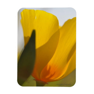 Weißer Mohn Magnet