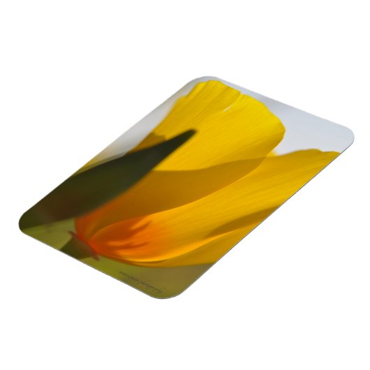 Weißer Mohn Magnet (Linke Seite)