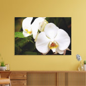 Weißer Mond Orchid (Phalaenopsis Aphrodite) Leinwanddruck (Insitu (Wohnzimmer))