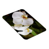 Weißer Mond Orchid (Phalaenopsis Aphrodite) Magnet (Rechte Seite)