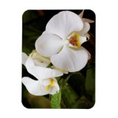 Weißer Mond Orchid (Phalaenopsis Aphrodite) Magnet (Vertikal)