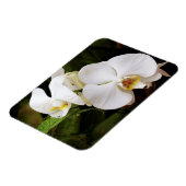 Weißer Mond Orchid (Phalaenopsis Aphrodite) Magnet (Linke Seite)
