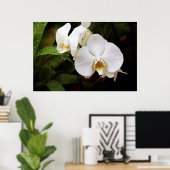 Weißer Mond Orchid (Phalaenopsis Aphrodite) Poster (Heimbüro)