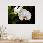 Weißer Mond Orchid (Phalaenopsis Aphrodite) Poster (Küche)