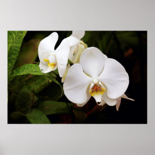 Weißer Mond Orchid (Phalaenopsis Aphrodite) Poster