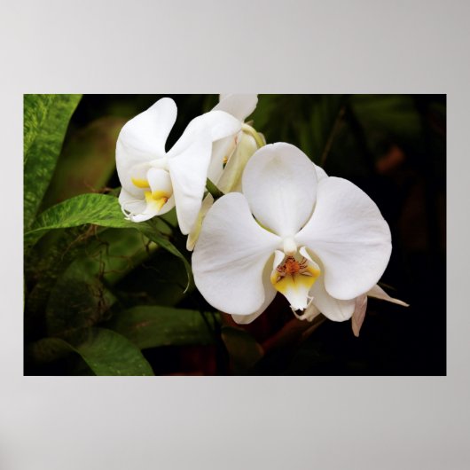 Weißer Mond Orchid (Phalaenopsis Aphrodite) Poster (Vorne)