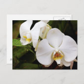 Weißer Mond Orchid (Phalaenopsis Aphrodite) Postkarte (Vorne/Hinten)