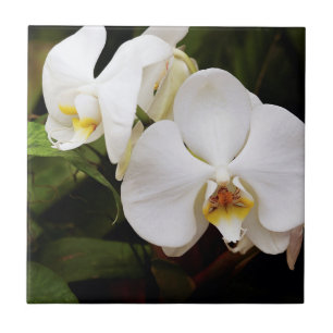 Weißer Mondorchid (Phalaenopsis Aphrodite) Fliese