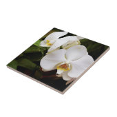 Weißer Mondorchid (Phalaenopsis Aphrodite) Fliese (Seite)