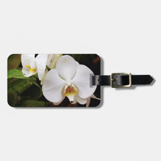 Weißer Mondorchid (Phalaenopsis Aphrodite) Gepäckanhänger (Vorderseite horizontal)
