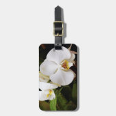 Weißer Mondorchid (Phalaenopsis Aphrodite) Gepäckanhänger (Vorderseite vertikal)
