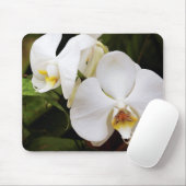 Weißer Mondorchid (Phalaenopsis Aphrodite) Mousepad (Mit Mouse)