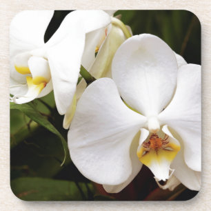 Weißer Mondorchid (Phalaenopsis Aphrodite) Untersetzer