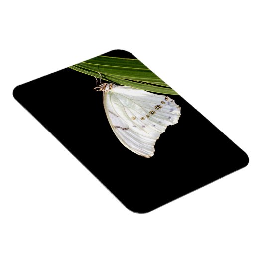 Weißer Morpho-Schmetterling Magnet (Rechte Seite)