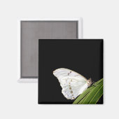 Weißer Morpho-Schmetterling Magnet (Vorderseite/Rückseite)