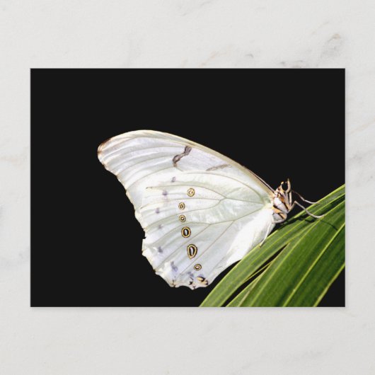 Weißer Morpho-Schmetterling Postkarte (Vorderseite)