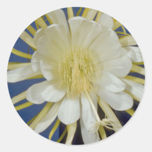 Weißer Nachtblütencereus (Hylocereus undatus) f Runder Aufkleber