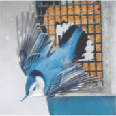 Weißer Nacktfisch im Schnee - Original Foto Aufkleber (Vorderseite)