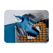 Weißer Nacktfisch im Schnee - Original Foto Magnet (Horizontal)
