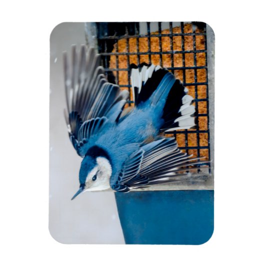 Weißer Nacktfisch im Schnee - Original Foto Magnet (Vertikal)