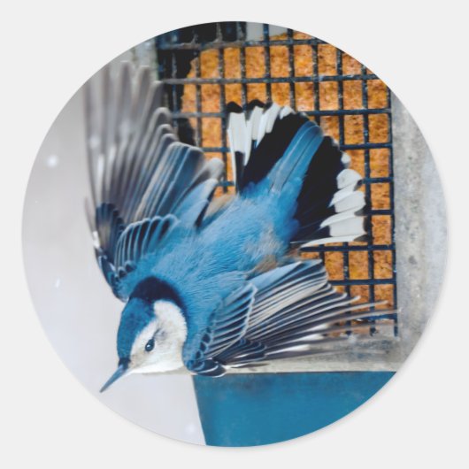 Weißer Nacktfisch im Schnee - Original Foto Runder Aufkleber (Vorderseite)