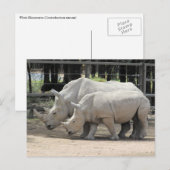 Weißer Nashorn Postkarte (Vorne/Hinten)