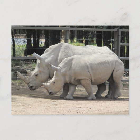 Weißer Nashorn Postkarte (Vorderseite)