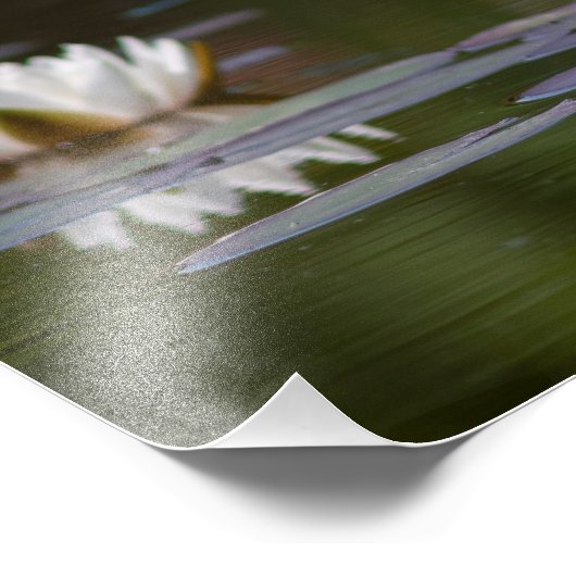 Weißer Nenuphars Fotodruck (Ecke)