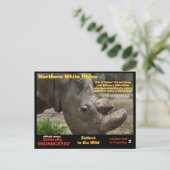 - Weißer Nördlicher Rhino ist kritisch gefährdet - Postkarte (Stehend Vorderseite)