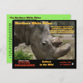 - Weißer Nördlicher Rhino ist kritisch gefährdet - Postkarte (Vorne/Hinten)