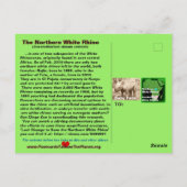 - Weißer Nördlicher Rhino ist kritisch gefährdet - Postkarte (Rückseite)