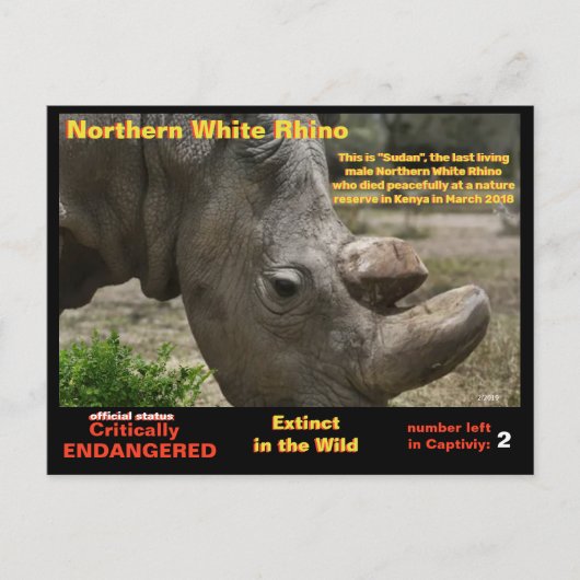 - Weißer Nördlicher Rhino ist kritisch gefährdet - Postkarte (Vorderseite)