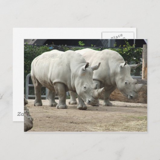 Weißer Nördlicher Rhinos gefährdet Postkarte (Vorne/Hinten)