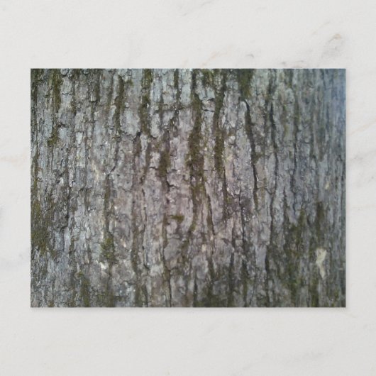 Weißer Oak Tree Bark Postkarte (Vorderseite)