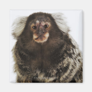 Weißer ohriger Marmoset auf Niederlassung, nahes Magnet