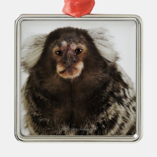 Weißer ohriger Marmoset auf Niederlassung, nahes Silbernes Ornament (Vorne)